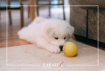 Seguros para Perros en España: ¿Qué necesitas saber?